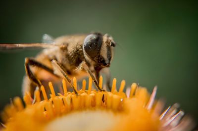 Close-up of insect pollinating on flower
