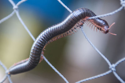 Close-up of grasshopper