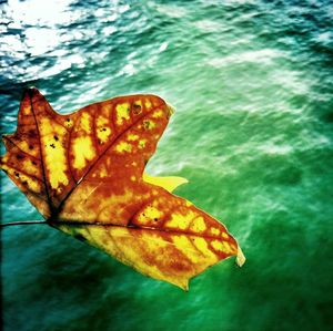 Close-up of leaf against black background