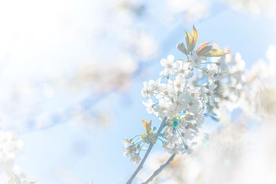 Low angle view of cherry blossom against sky