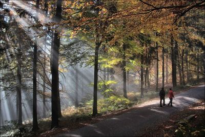 Rear view of man and woman walking on road amidst forest