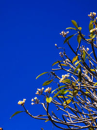 Low angle view of flowering plant against blue sky