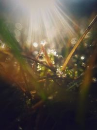 Close-up of raindrops on plant