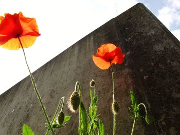 Low angle view of poppy flowers against sky