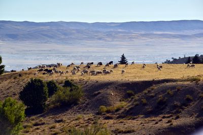 Flock of sheep on grass against sky