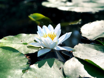 Close-up of lotus water lily in pond