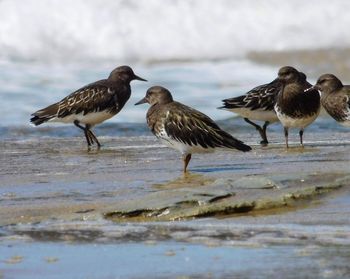 Flock of birds on beach