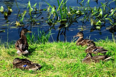 Mallard duck in lake
