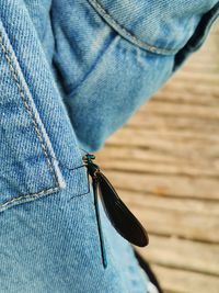 Close-up of insect against denim