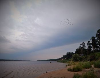 Bird flying over sea