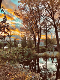 Trees by plants during sunset