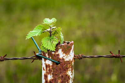 Close-up of plant growing on rusty pole by barbed wire