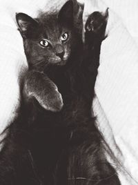 Close-up portrait of cat