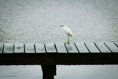 Bird perching on lake