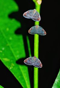 Close-up of insect on leaf