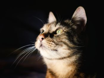 Close-up of cat against black background