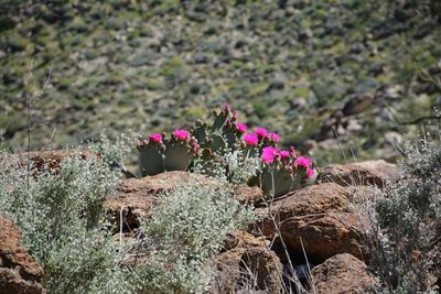 Close-up of flowers growing outdoors