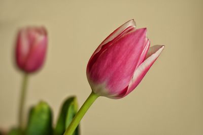 Close-up of pink tulip flower