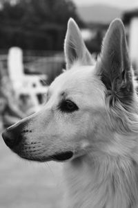 Close-up portrait of dog