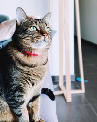 Portrait of cat relaxing at home