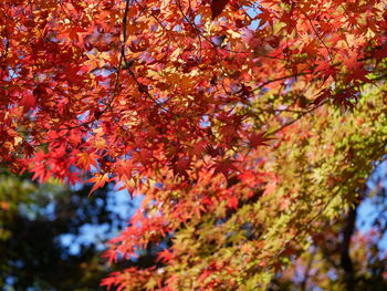 autumn
