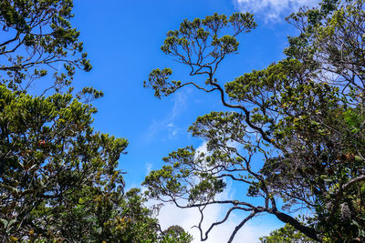 Low angle view of trees against blue sky