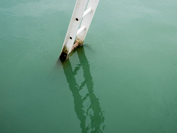 White ladder and its reflection in green water