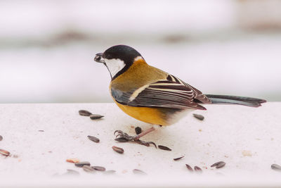 Close-up of bird perching