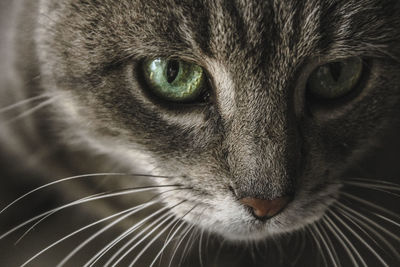 Close-up portrait of cat