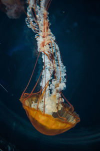 Close-up of jellyfish swimming in sea