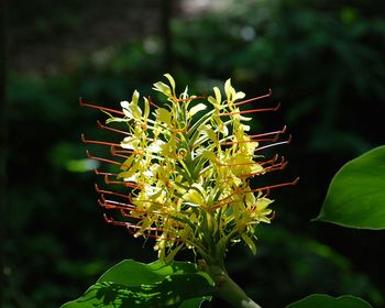 Close-up of yellow wildflower