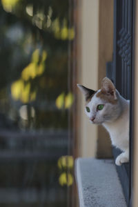 Close-up of cat