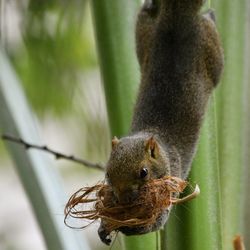 Close-up of squirrel