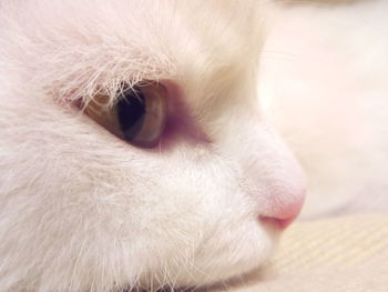 Close-up of cat