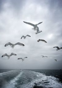 Seagulls flying over sea against sky