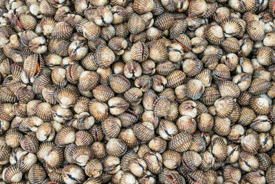 Full frame shot of seashells