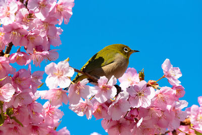 Bird perching on cherry blossom