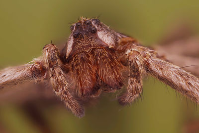 Close-up of spider