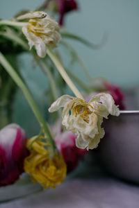 Close-up of dying tulips bouquet