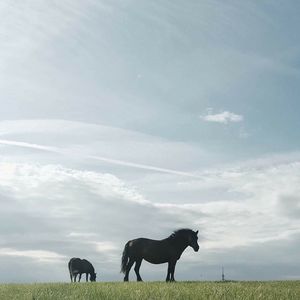 Two horses grazing on grassy field