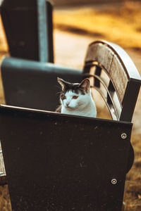 Cat looking at camera