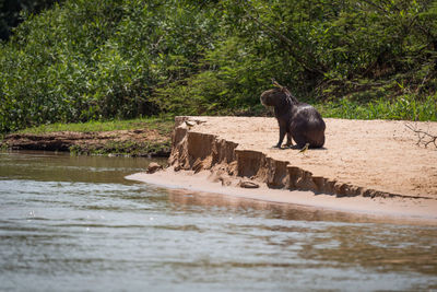 Capybara and birds by stream in forest