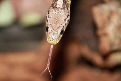 close-up