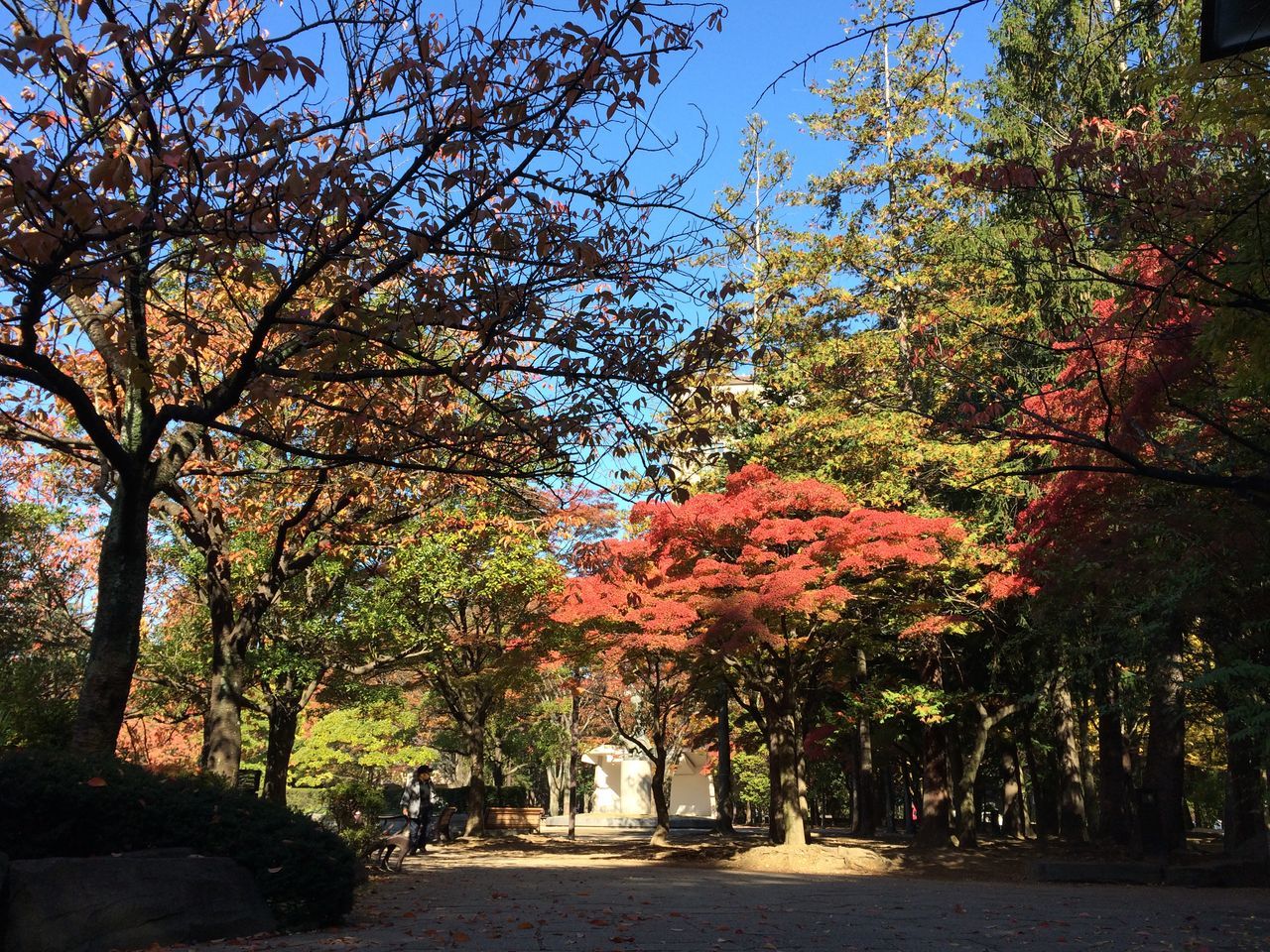 tree, growth, autumn, the way forward, footpath, tranquility, change, nature, park - man made space, beauty in nature, road, sunlight, tranquil scene, branch, day, shadow, clear sky, sky, street, outdoors