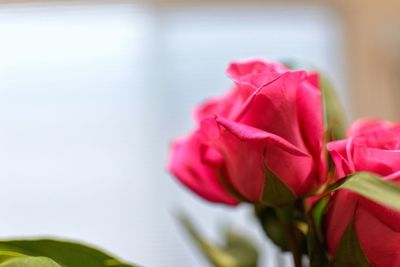 Close-up of pink rose blooming outdoors