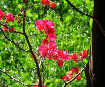 Close-up of red flowering plant
