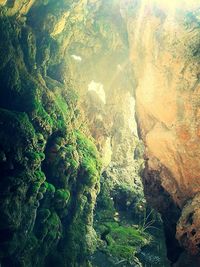 Plants growing on rocks