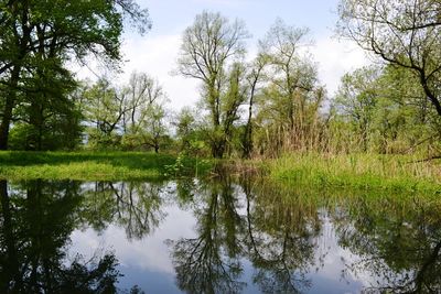 Scenic view of lake by trees in forest against sky