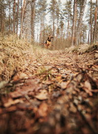 View of dog in forest