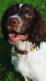 Portrait of dog standing on field